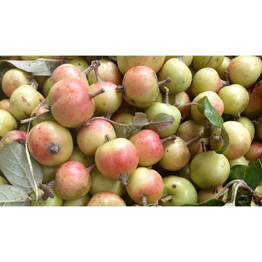 CÂY TÁO MÈO GIỐNG