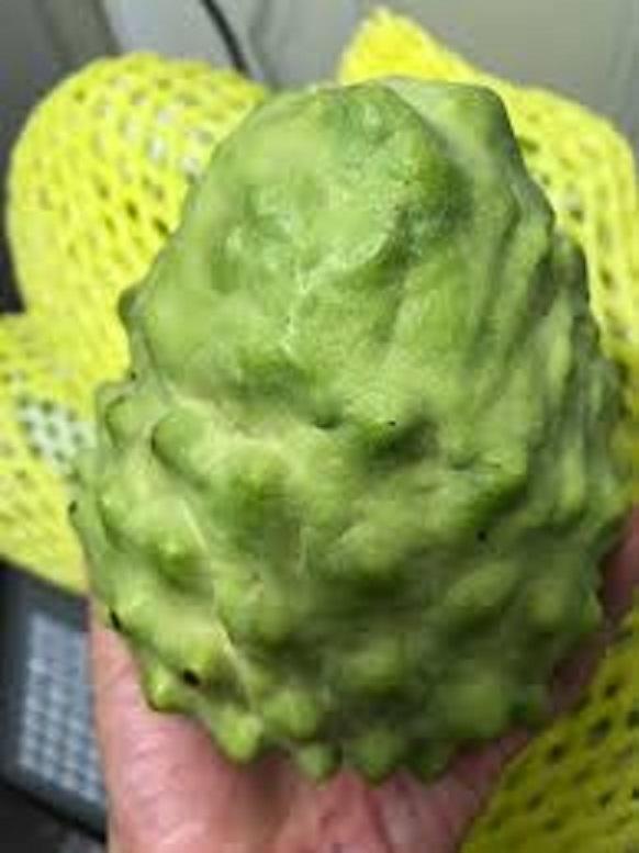 Cây na đài loan, giống na đài loan quả siêu to hạt nhỏ, giống na nhập khẩu