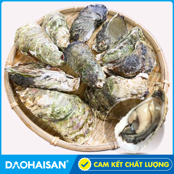 Hàu Sữa Pháp Sống