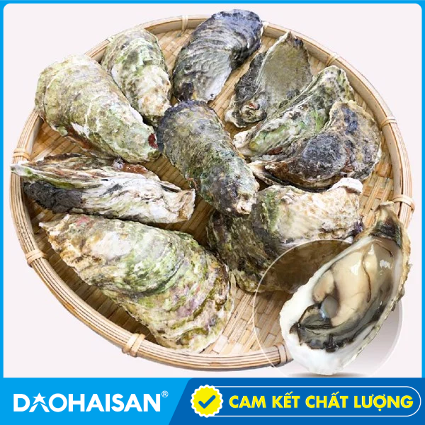 Hàu Sữa Pháp Sống (10 Con)