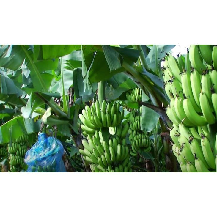 Cây giống chuối già lùn nam mỹ cấy mô f1
