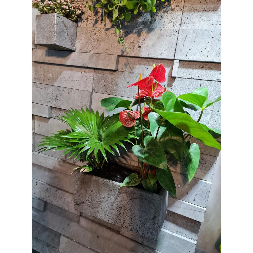Chậu hình chữ nhật dài 30cm trồng cây treo tường, ốp tường ban công treo giếng trời bằng đá ong xám KT S10xC15xD30cm