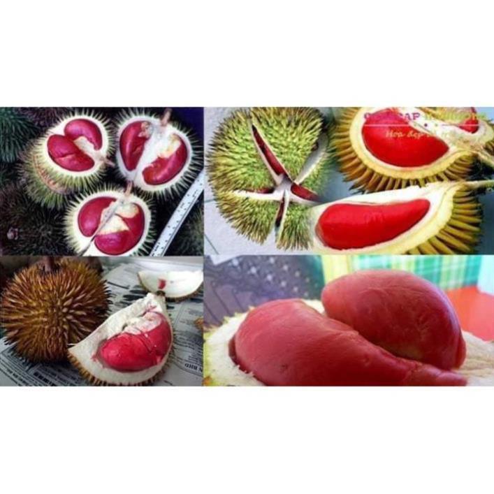 Sản phẩm CÂY GIỐNG SẦU RIÊNG RUỘT ĐỎ