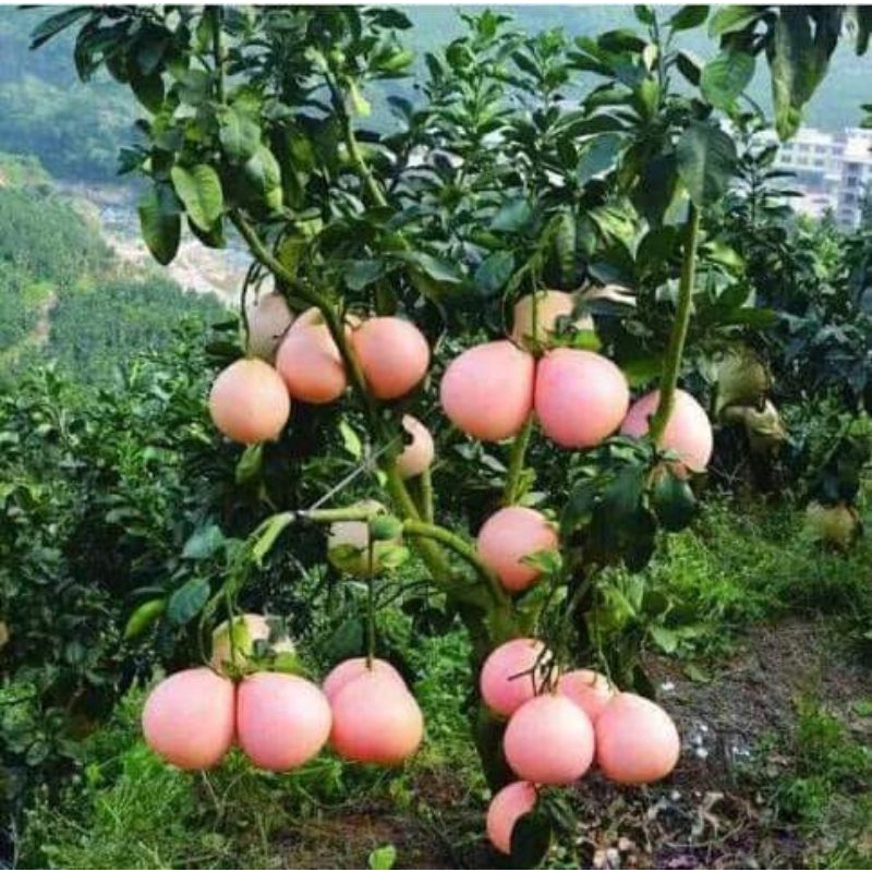 Cây giống bưởi tam hồng siêu sớm