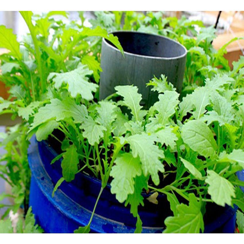 Hạt giống rau cải mèo cao sản, nảy mầm đồng đều, dễ trồng dễ chăm sóc, năng suất cao, kháng sâu bệnh