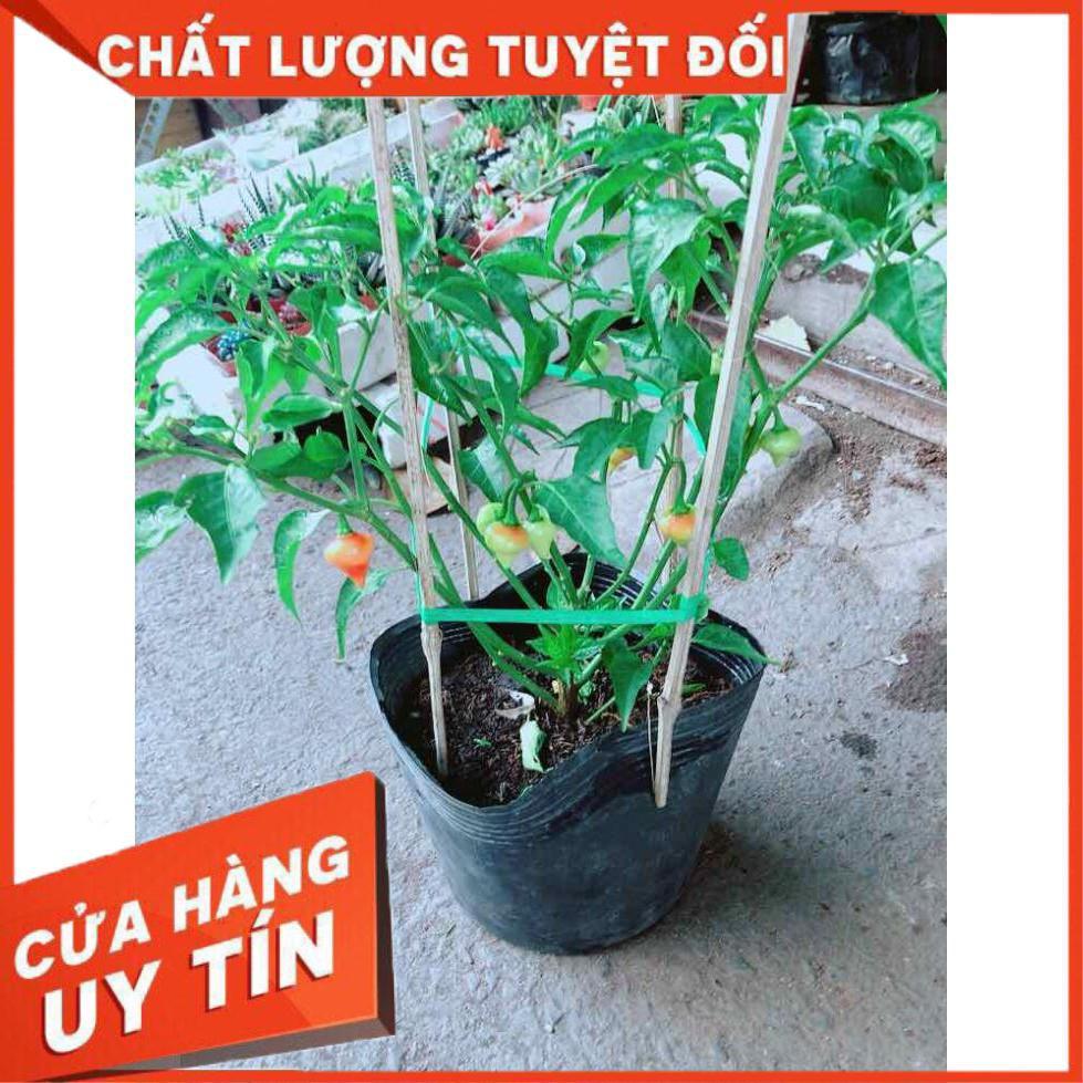 Chậu Ớt Kiểng Nhiều Người Mua
