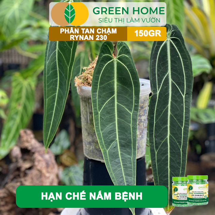 Phân tan chậm Rynan 230, chai 150gr, chuyên kiểng lá, dưỡng lá xanh, sinh trưởng khoẻ |Greenhome