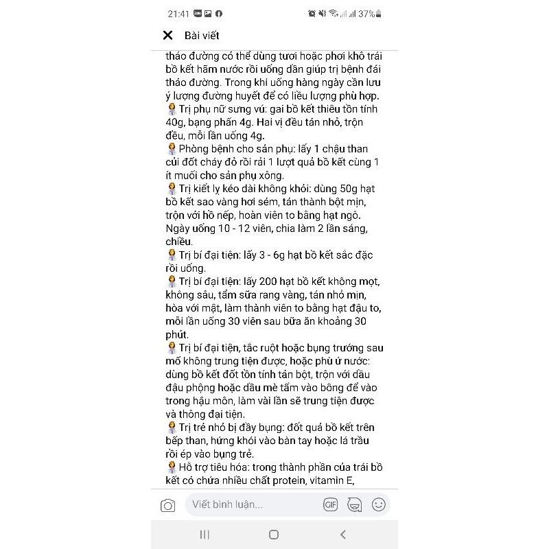 Cây giống bồ kết kết