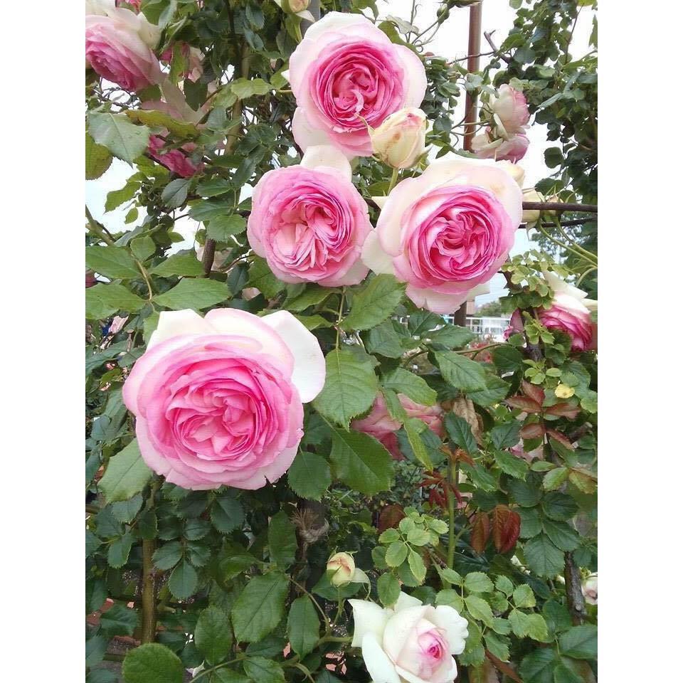 Bộ 2 gói hạt giống hoa hồng leo Pháp