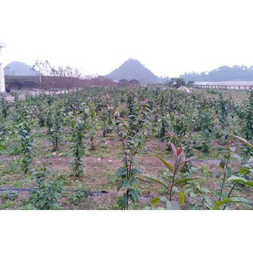 COMBO 5 CÂY XẠ ĐEN HÒA BÌNH GIỐNG
