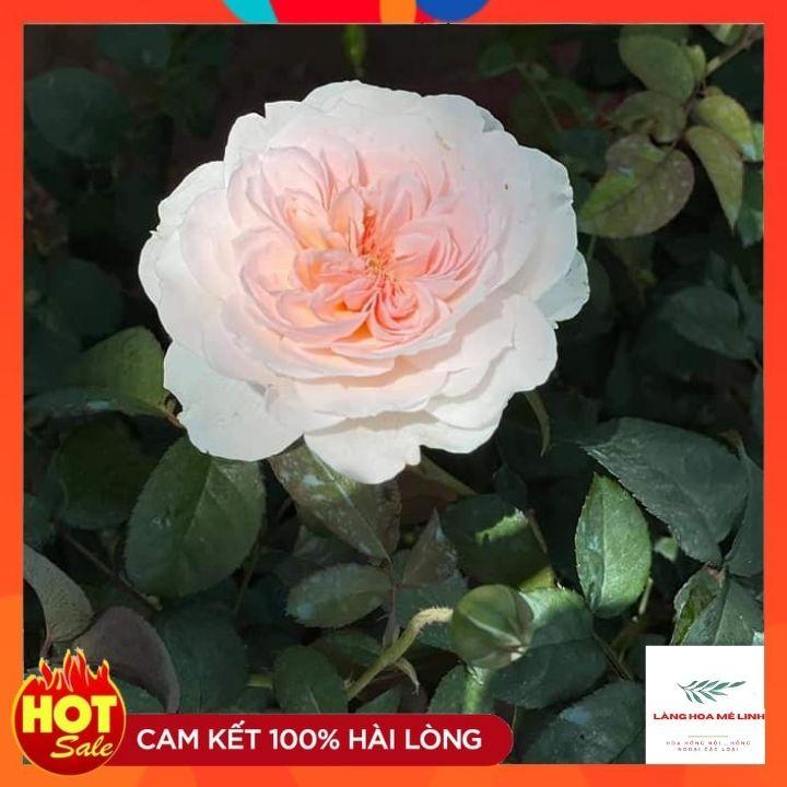 Hoa hồng Tranquility rose-SIÊU THƠM - SIÊU ĐẸP. 60 cánh hoa lớn, mọc thành chùm