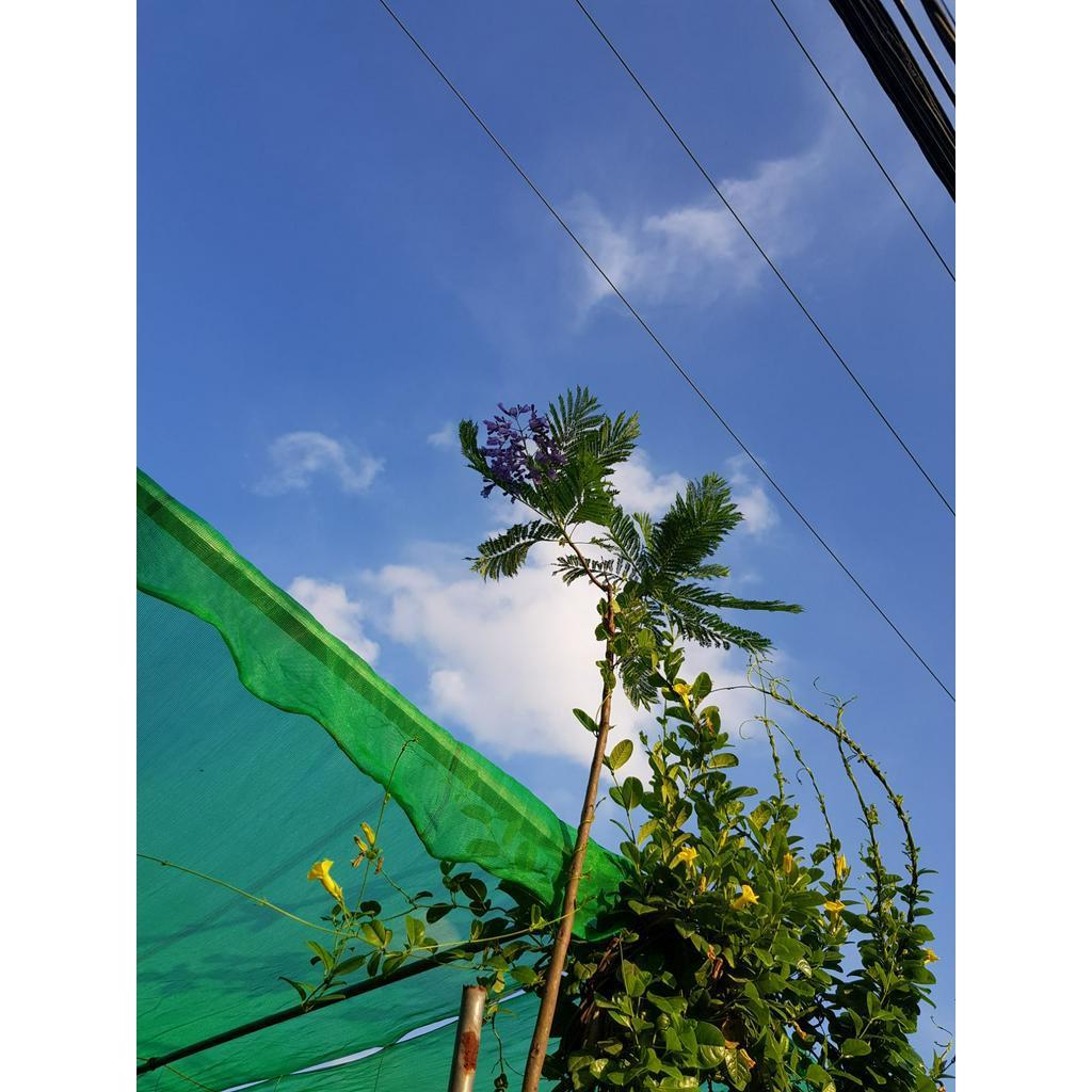 Cây giống hoa phượng tím