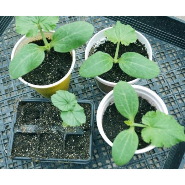 Gói 10 hạt giống mướp khía F1