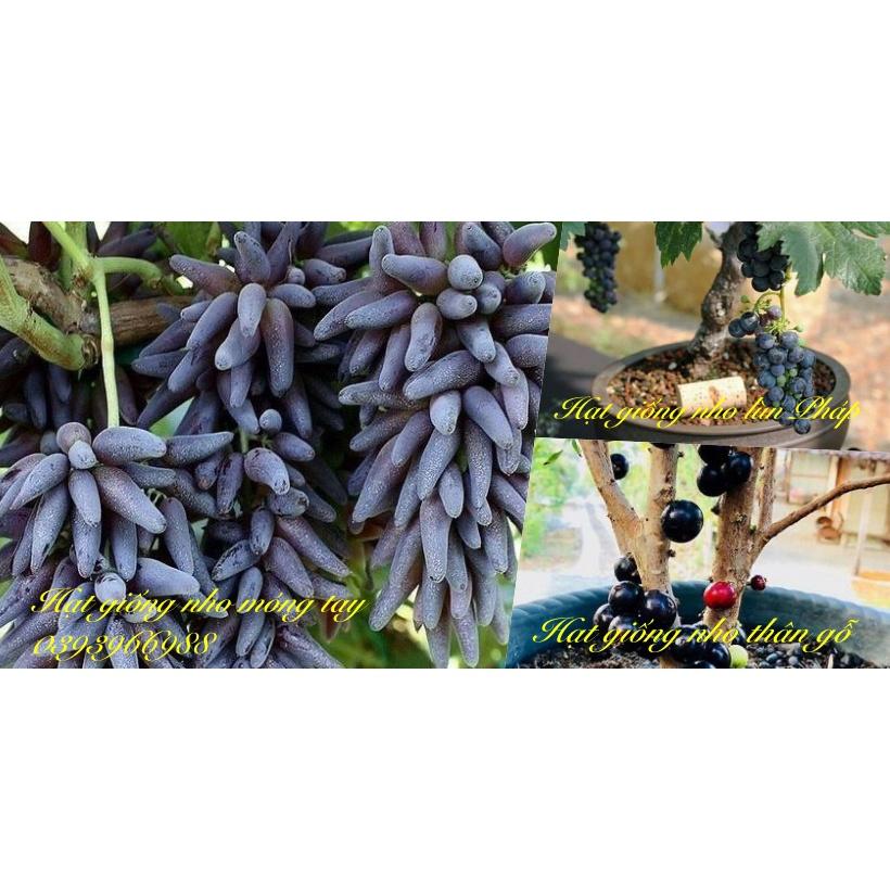 HẠT GIỐNG NHO NGÓN TAY, NHO LÙN PHÁP, NHO THÂN GỖ- 5 HẠT/GÓI