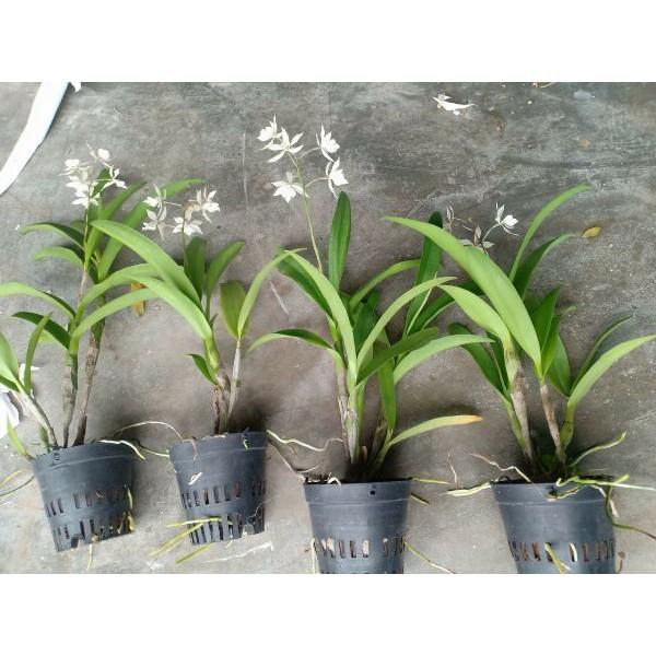 Hoa phong lan brass lai epi