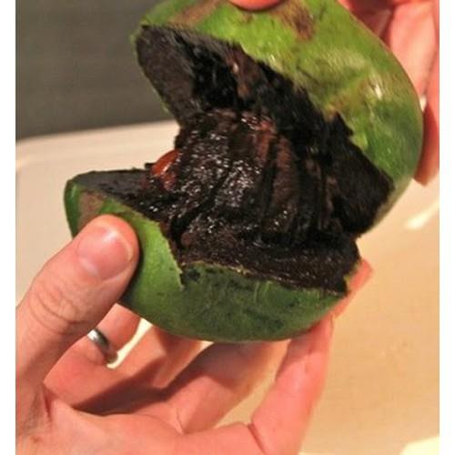 CÂY GIỐNG HỒNG ĐEN SOCOLA NHIỆT ĐỚI SIÊU NGON, CAM KẾT CHUẨN GIỐNG F1 - CGHDSCLF1