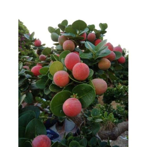 Cây siro giống Đài Loan