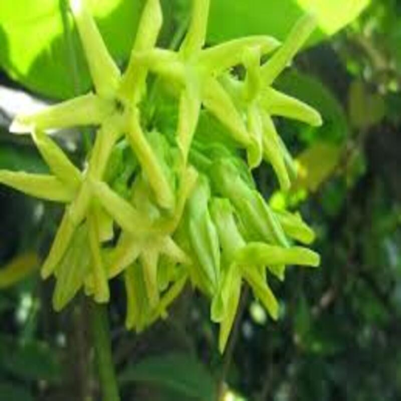 Chậu cây giống hoa thiên lý