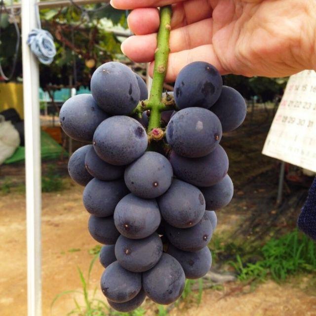 Cây Giống Nho KYOHO