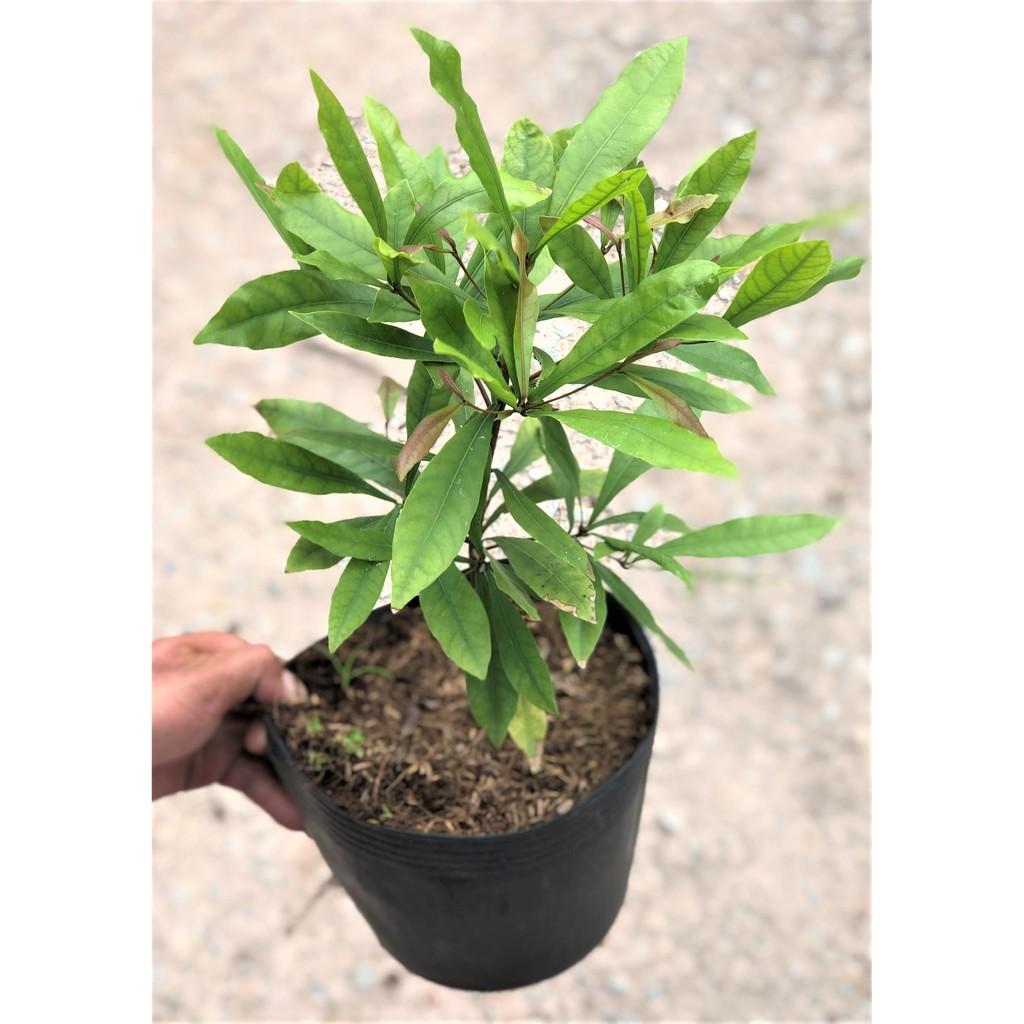 Cây thần kỳ size nhỏ