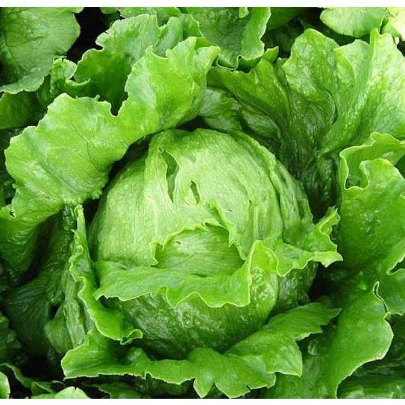 Hạt giống xà lách giòn minetto đóng gói 2gr