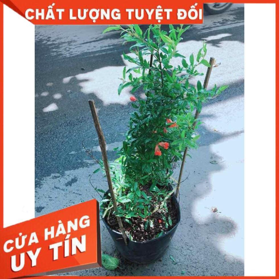 Cây Lựu Cho Nhiều Quả Nhiều Người Mua