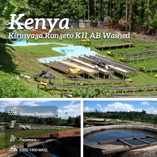 Cà phê nhân xanh Kenya Kirinyaga Rungeto KII AB Washed - 1kg | Amber Specialty Coffee
