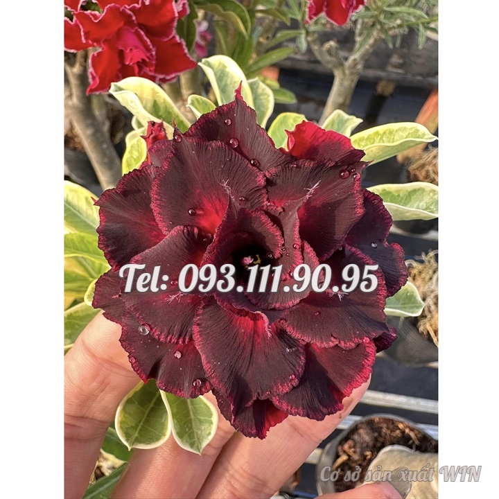 Hạt giống hoa sứ kép Thiên Vương cẩm thạch - Bịch 10 hạt – Mã số 2079