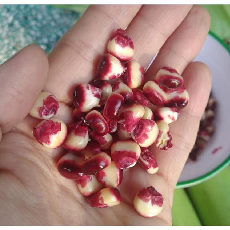 Hạt giống ngô Nữ Hoàng đỏ 5gr/gói