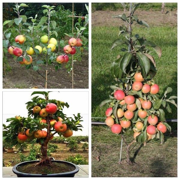 Hạt giống cây táo đỏ -gói 10 hạt/tặng kèm gói phân bón lót