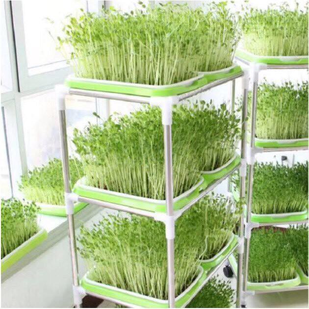 1kg hạt giống rau mầm Đậu Hà Lan