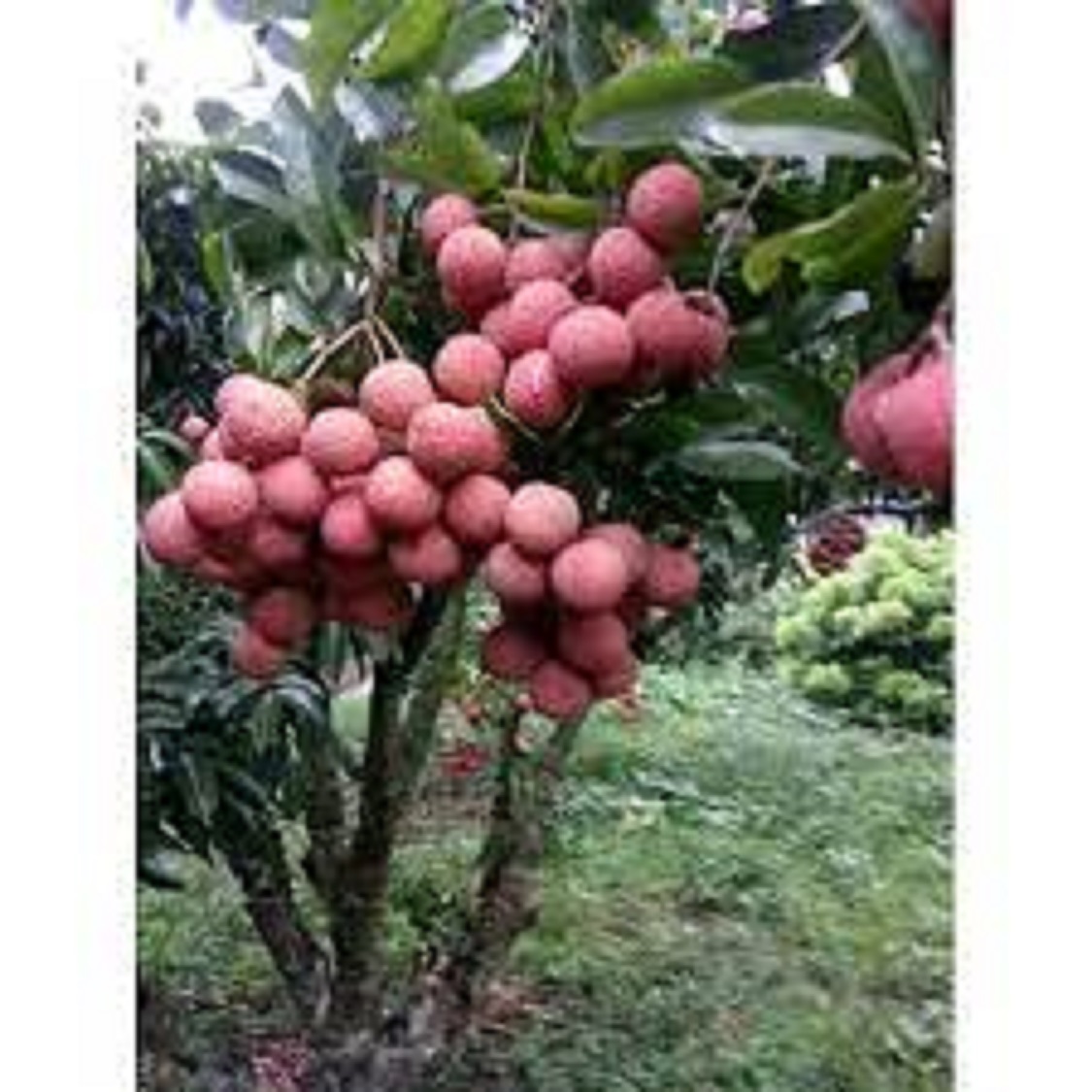 Cây vải thiều Hải Dương siêu ngọt ,cây ghép giống