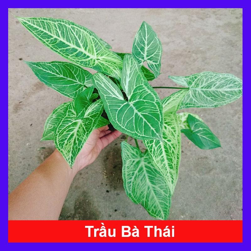 Cây Trầu Bà Thái - cây cảnh để bàn + tặng phân bón cho cây