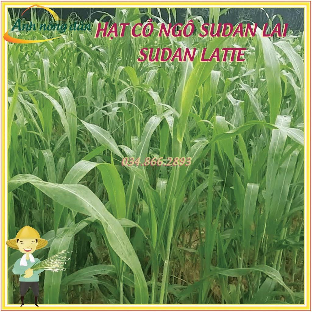 Gói 1kg Hạt giống cỏ Latte, hạt giống cỏ Sudan lai cao sản giàu dinh dưỡng cho chăn nuôi- Anh nông dân