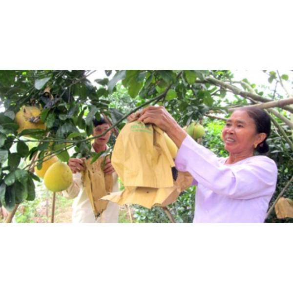 BỌC BƯỞI TÚI GIẤY KHÔNG THẤM NƯỚC 100TÚI 30x35 CHẤT LƯỢNG CAO