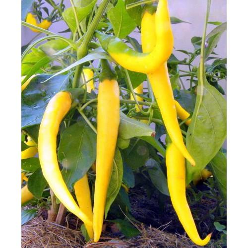 Hạt giống ớt sùng vàng châu phi 0.1gr/gói