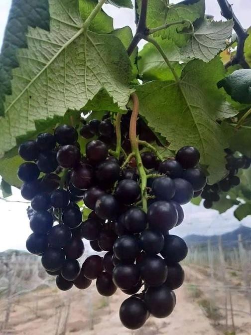 CÂY GIỐNG NHO KẸO