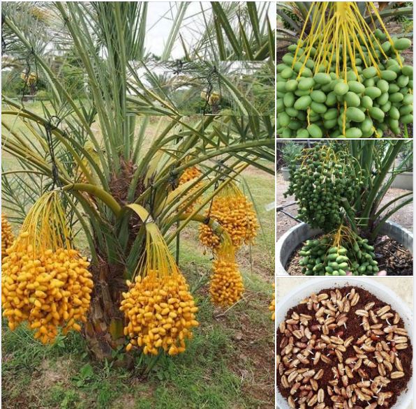 Hạt giống cây ăn trái chà là f1-gói 5 hạt-tặng kèm gói kích mầm