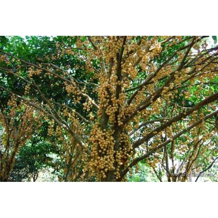 CÂY GIỐNG BÒN BON SIÊU NGON SIÊU QUẢ- CAM KÊT GIỐNG CHUẨN F1