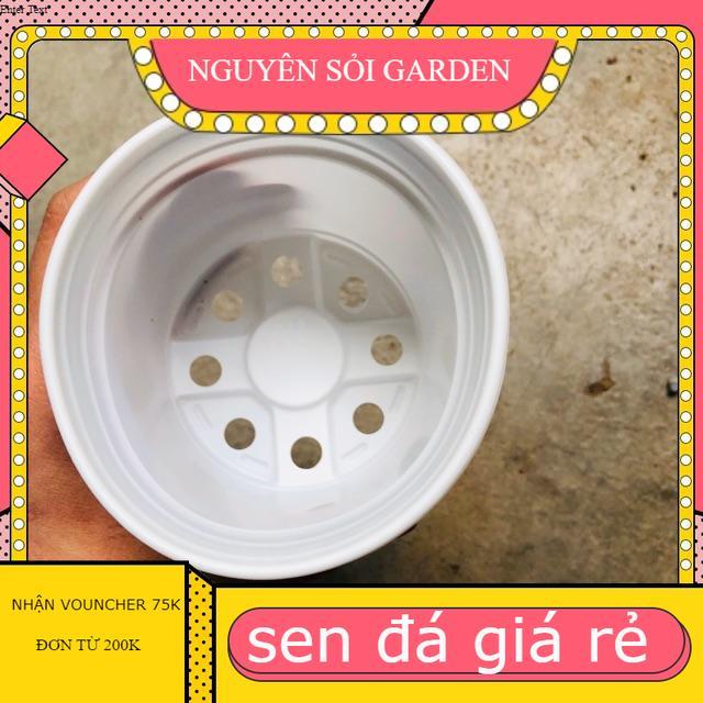10 Chậu nhựa 10cm