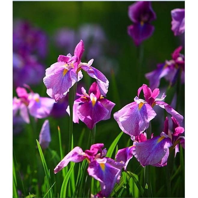 Hạt Giống Diên Vĩ Hồng  CT521 - Gói 10 hạt