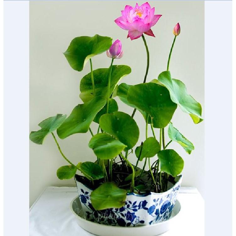 Hạt giống sen mini nhật mix màu