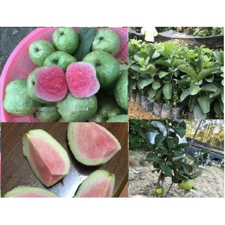CÂY GIỐNG ỔI RUỘT ĐỎ KHÔNG hạt