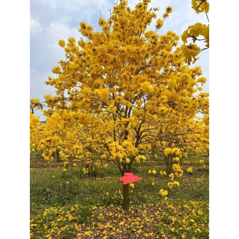 CÂY GIỐNG HOA PHONG LINH VÀNG cao 50-80cm