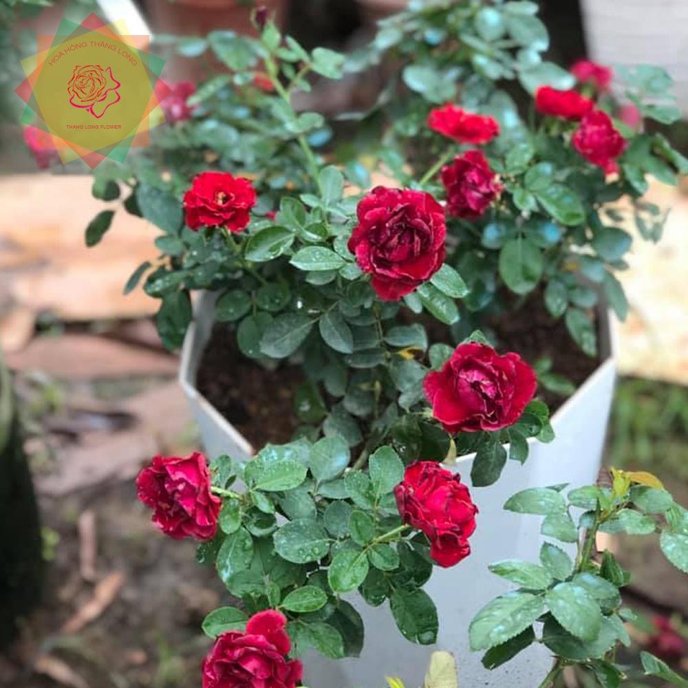 Cây hoa hồng ngoại Hommage a Barbara (bụi) đỏ nhung - Hoa hồng Thăng Long Flower