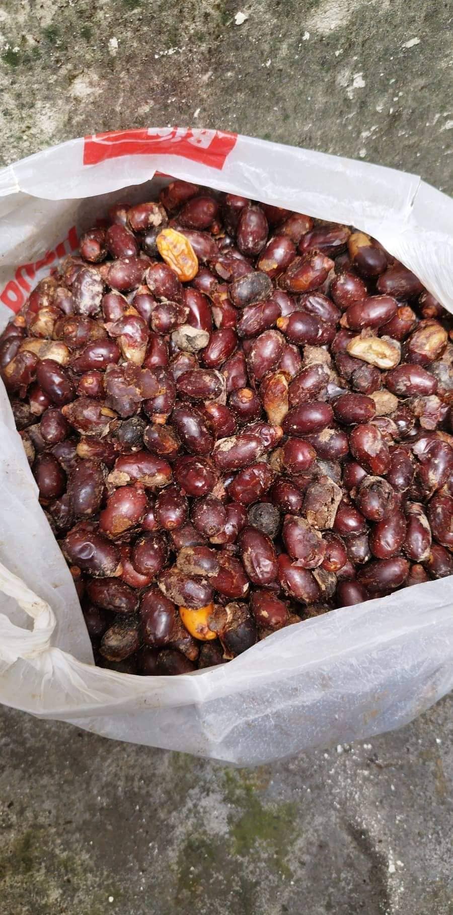 Hạt giống chà là cảnh, chà là công trình - gói 280 hạt