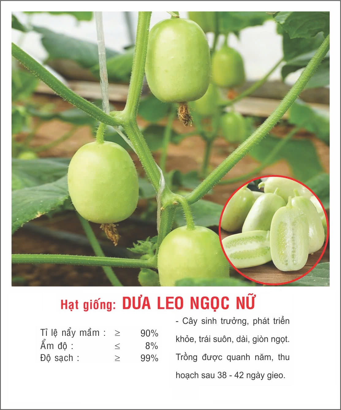 Hạt giống dưa leo Ngọc Nữ tự thụ phấn trái sai giòn ngọt VTP193