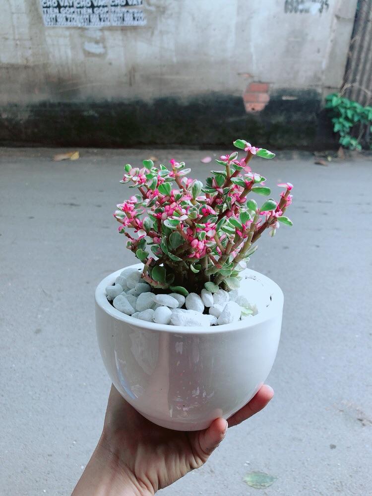 Chậu Cây Cành Vàng Lá Ngọc