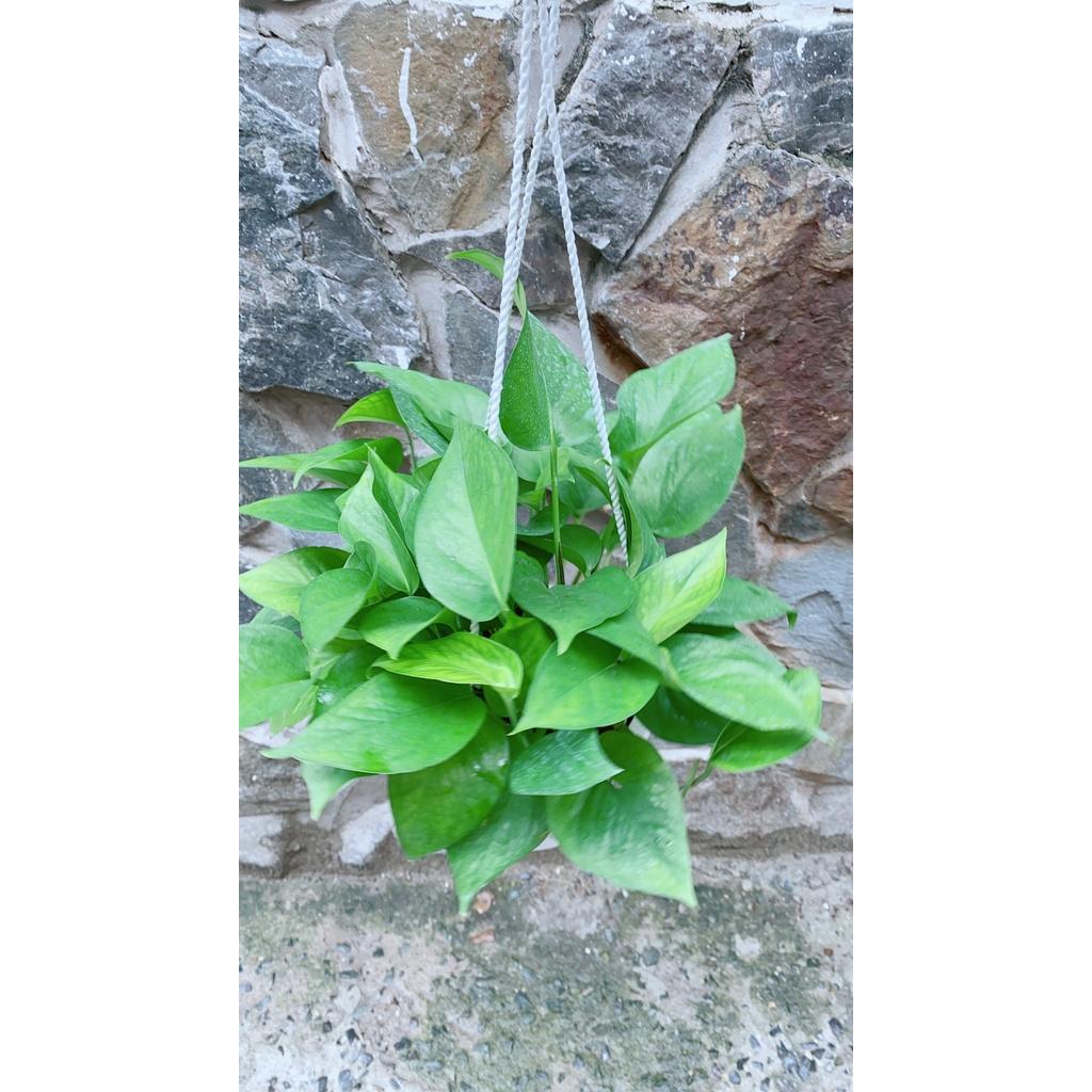 Chậu Trầu Bà Thái Xanh