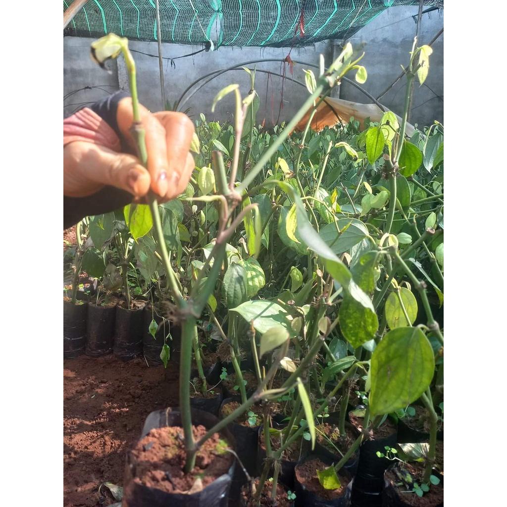 Giống Tiêu Srilanka Giống Hồ Tiêu Năng Suất Cao Nhất